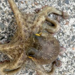 タコは気まぐれ　9