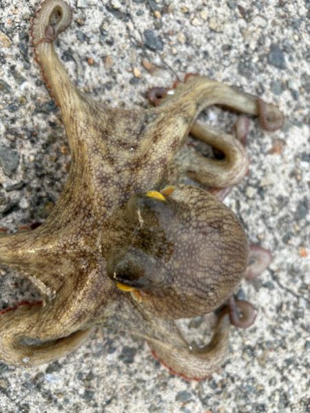 タコは気まぐれ　9