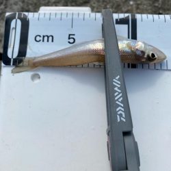 ぷらっと今季初キス釣り