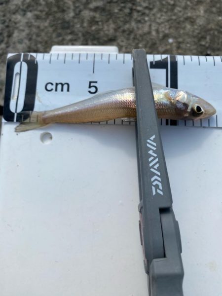 ぷらっと今季初キス釣り