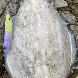 お気に入りのエギで！