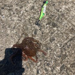 ⭐️新子ばっかり