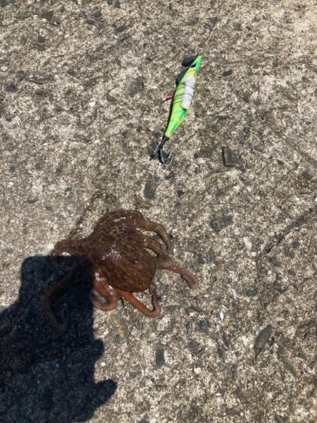 ⭐️新子ばっかり