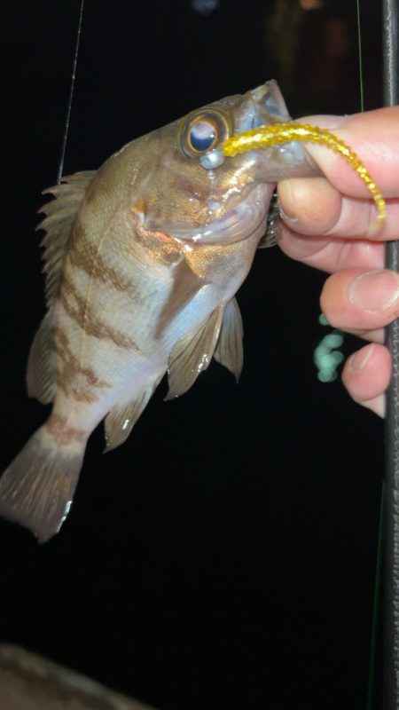 サクッとメバリング♪