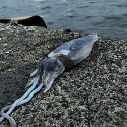 こんな所で甲イカ⁉︎