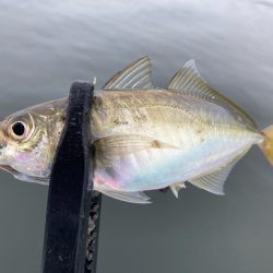 ちょっと様子見のつもりが‼︎
