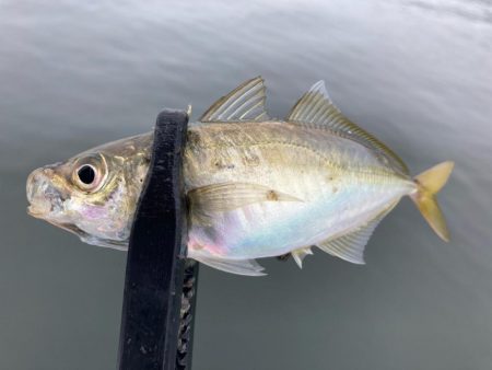 ちょっと様子見のつもりが‼︎