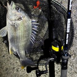 初場所でチニング