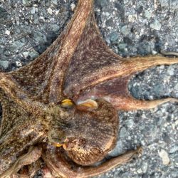 タコは気まぐれ？