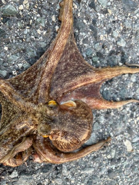 タコは気まぐれ？