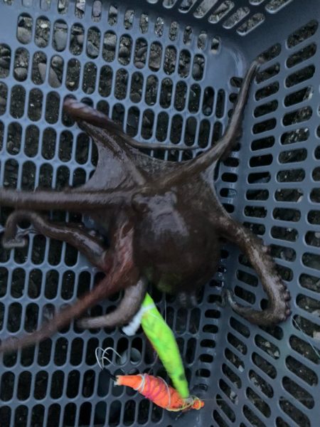 ⭐︎モーニングタコ