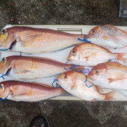 アマラバリベンジマッチ〜アルカディアⅡ〜