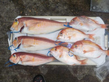 アマラバリベンジマッチ〜アルカディアⅡ〜