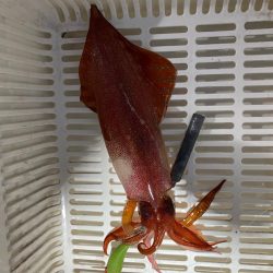 そろそろケンサキイカが来ました