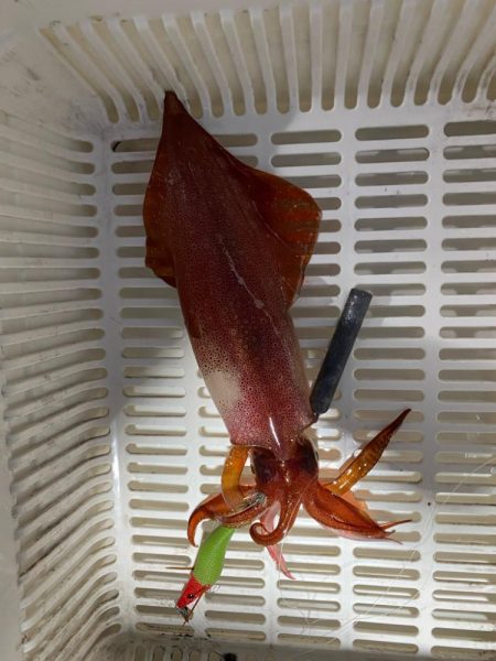 そろそろケンサキイカが来ました