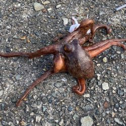 タコ新子始まりか?