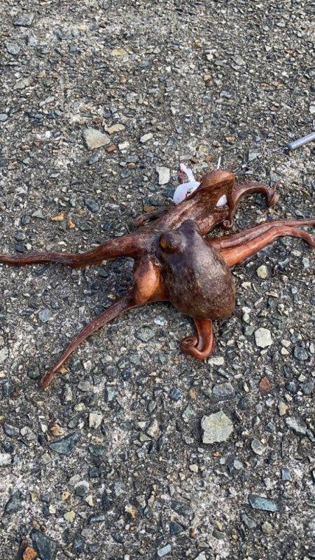 タコ新子始まりか？