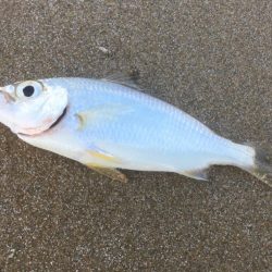 試行錯誤ヤエン