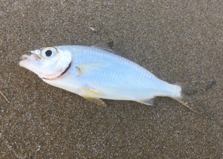 試行錯誤ヤエン