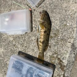 ライト五目とキス調査