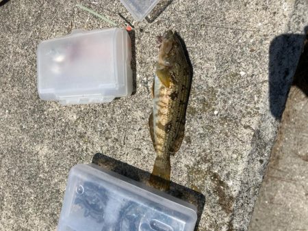 ライト五目とキス調査