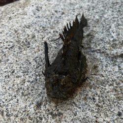 アジジグ釣行　淡路島