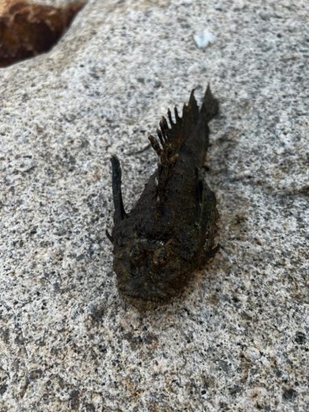 アジジグ釣行　淡路島