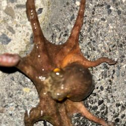 タコは気まぐれ 7