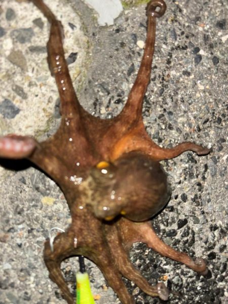 タコは気まぐれ 7