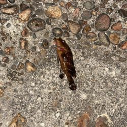 尺オーバーのキジハタ