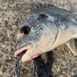 エビ撒き釣りでおチヌさん