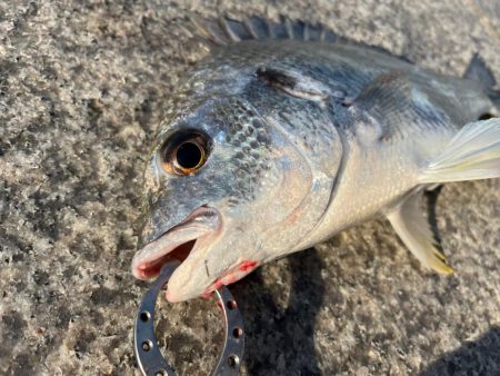 エビ撒き釣りでおチヌさん