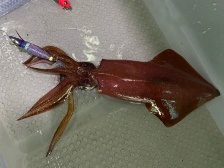 イカメタルシーズン⁉︎