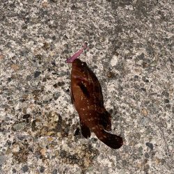 今日もロックフィッシュ