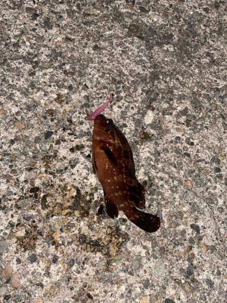 今日もロックフィッシュ