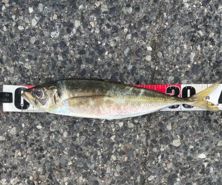 ナイトバチコンアジング&イカメタル…