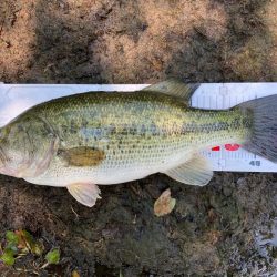 ブルフラットで50up