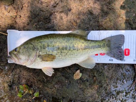 ブルフラットで50up