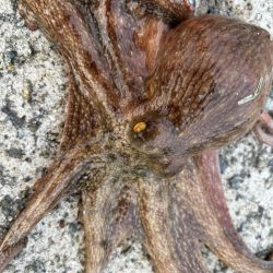 タコは気まぐれ 2