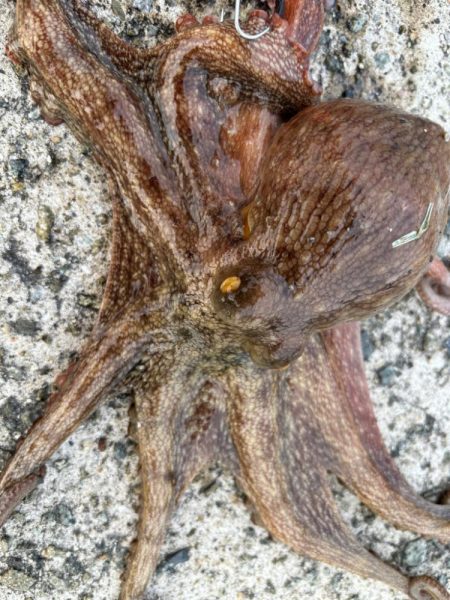 タコは気まぐれ　2