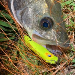 ナイトシーバスフィッシング