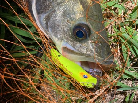 ナイトシーバスフィッシング