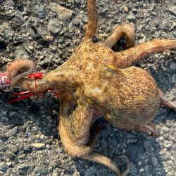 3年振りのタコ！