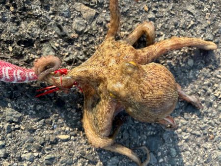 3年振りのタコ！