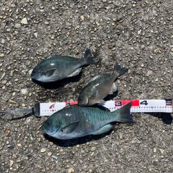 沖磯 梅雨グレ釣り