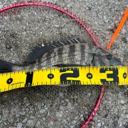 二日続けての釣行。