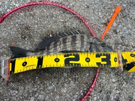 二日続けての釣行。