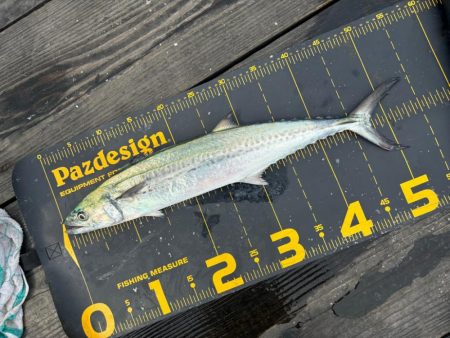 久しぶりのはとう渡船さん