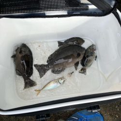 波止グレ釣り