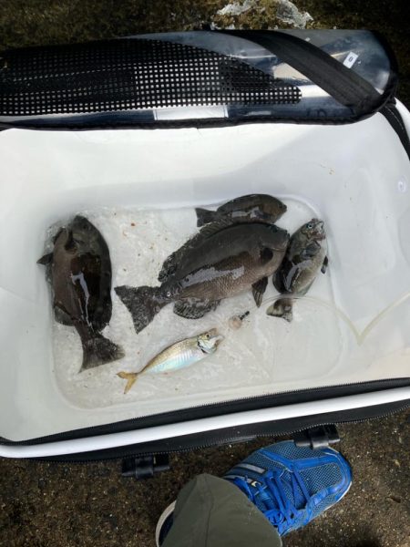 波止グレ釣り